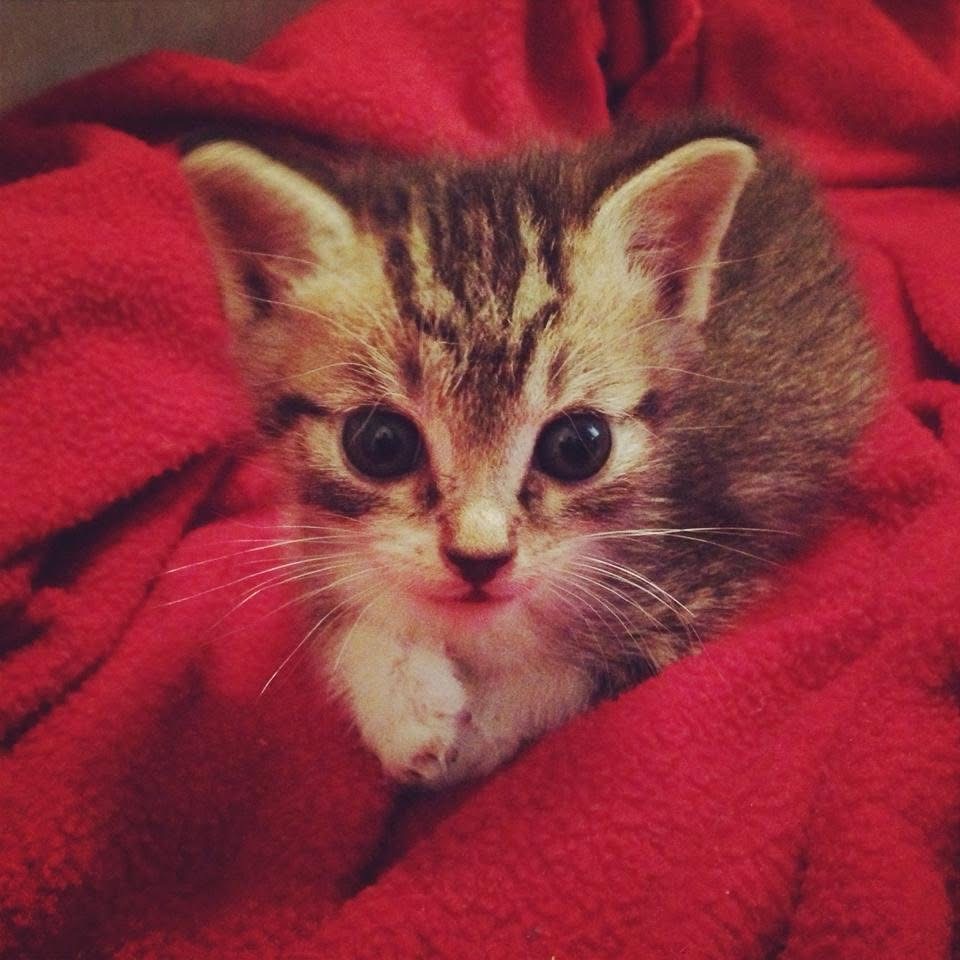 Venderick as a bottle-fed kitten resting on a red blanket