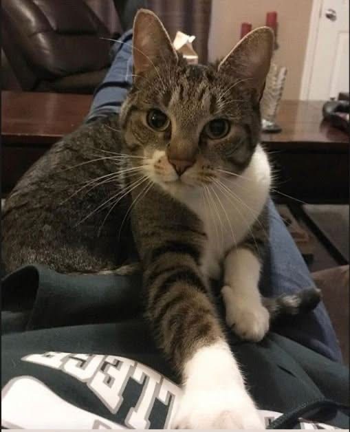 Venderick as a grown cat stretching out a white paw