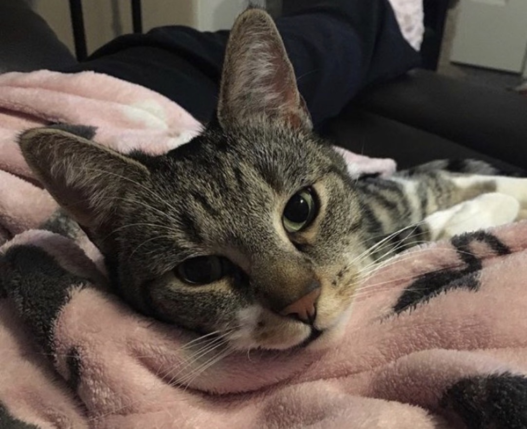 Venderick as a grown tabby cat curled on a soft blanket