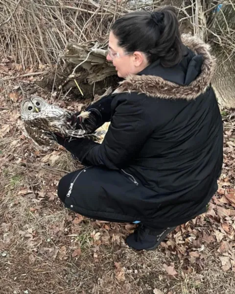 Brittany kneeling on a leaf-covered woodland floor in a dark winter coat, holding a barred owl in gloved hands before its release