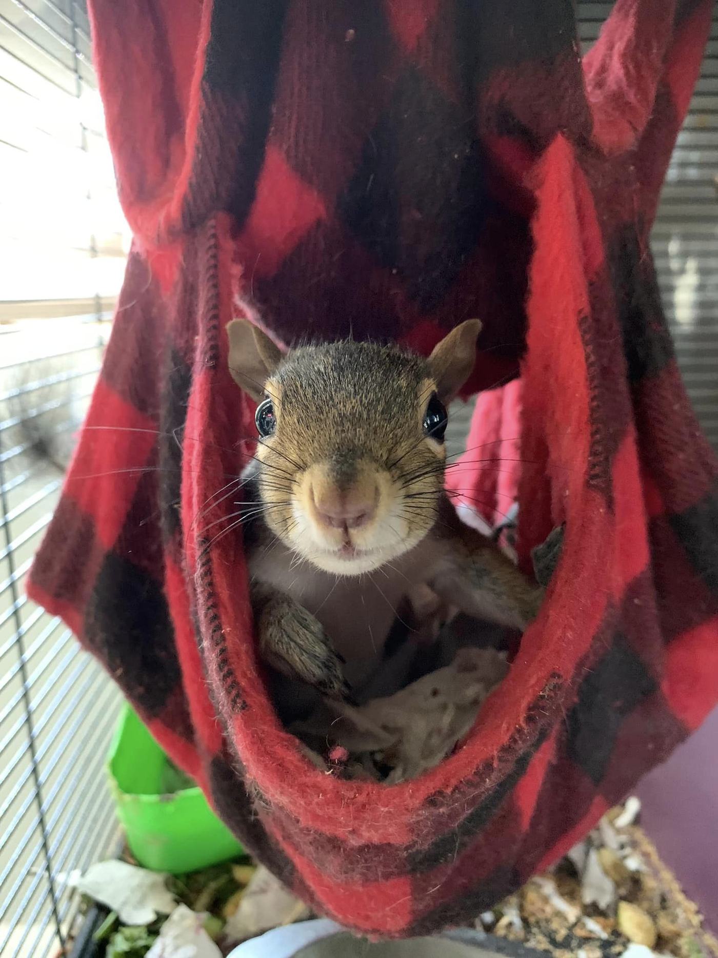 A gray squirrel peeking out of a fleece hammock in care